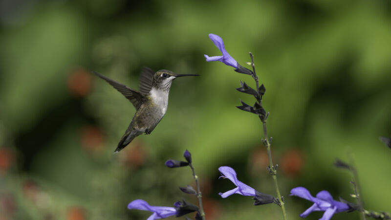 Imagen de un colibrí en vuelo cerca de una flor.