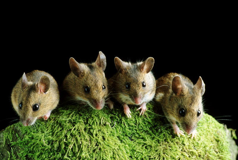 La investigación de problemas de reproducibilidad señala con el dedo a los ratones