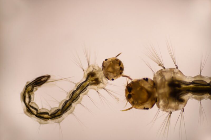 Larvas de mosquito bajo el microscopio.  Ciertas especies depredadoras se alimentan de las larvas de sus especies de mosquitos rivales.