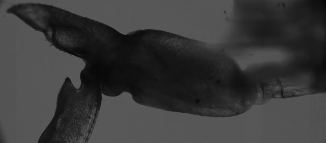 Los camarones mordedores juveniles ahora tienen el récord de aceleración de movimientos corporales repetibles bajo el agua.  Pueden romper sus garras a aceleraciones comparables a una bala de un arma.