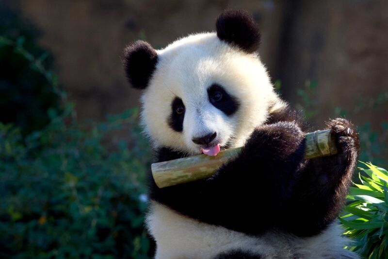 El cachorro de panda gigante Huanlili juega con un bambú en su primer cumpleaños en el Parque Zoológico de Beauval en Saint-Aignan, en el centro de Francia, el 2 de agosto de 2022.  